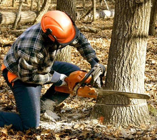 Tree Removal in Hoven, SD